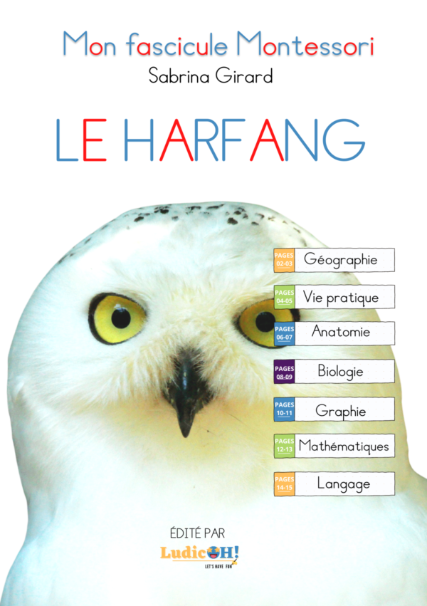 À la découverte du harfang des neiges – Image 2